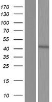 C8orf58 Human Over-expression Lysate