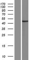 Aprataxin (APTX) Human Over-expression Lysate