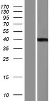 C8orf58 Human Over-expression Lysate
