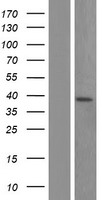 Aprataxin (APTX) Human Over-expression Lysate
