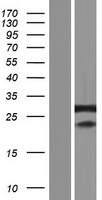 SFRS7 (SRSF7) Human Over-expression Lysate