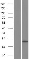 DDIT3 Human Over-expression Lysate