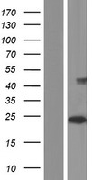 CLEC2D Human Over-expression Lysate