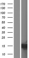 C15orf65 Human Over-expression Lysate