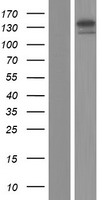CACNA2D2 Human Over-expression Lysate