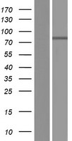 ITIH1 Human Over-expression Lysate