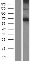 Acyloxyacyl Hydrolase (AOAH) Human Over-expression Lysate