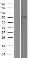 KLHL13 Human Over-expression Lysate