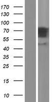 GGA3 Human Over-expression Lysate