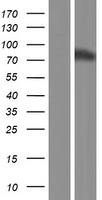 SIGLEC10 Human Over-expression Lysate