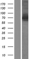 GGA3 Human Over-expression Lysate