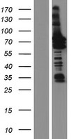 GGA1 Human Over-expression Lysate