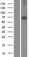 STK23 (SRPK3) Human Over-expression Lysate