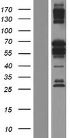 BANP Human Over-expression Lysate