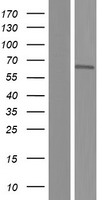 BANP Human Over-expression Lysate