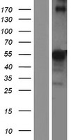 Repulsive Guidance Molecule A (RGMA) Human Over-expression Lysate