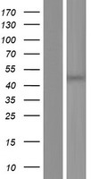 PDHA1 Human Over-expression Lysate