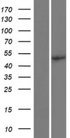 EIF2B3 Human Over-expression Lysate