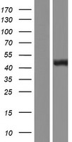 BCAT1 Human Over-expression Lysate