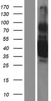 Thrombopoietin (THPO) Human Over-expression Lysate