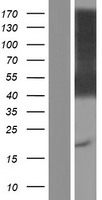 CD84 Human Over-expression Lysate