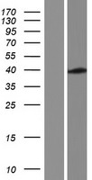NIPA2 Human Over-expression Lysate