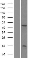 ARL13B Human Over-expression Lysate