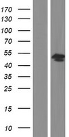 BCAT1 Human Over-expression Lysate