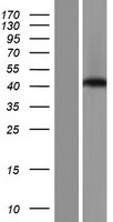 SPATA22 Human Over-expression Lysate