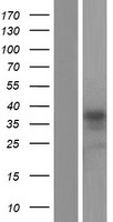 ARMCX6 Human Over-expression Lysate