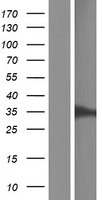 C3orf26 (CMSS1) Human Over-expression Lysate