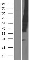 LY108 (SLAMF6) Human Over-expression Lysate