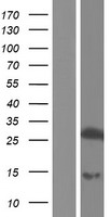 TESC Human Over-expression Lysate