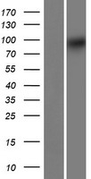 TRIQK Human Over-expression Lysate