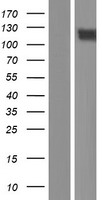 PCDH20 Human Over-expression Lysate