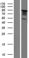 SH3D19 Human Over-expression Lysate