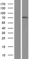 CCDC48 (EFCC1) Human Over-expression Lysate