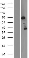 BRD9 Human Over-expression Lysate