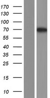 ALS2CR13 (FAM117B) Human Over-expression Lysate