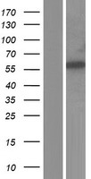 PAX1 Human Over-expression Lysate