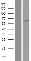 GADL1 Human Over-expression Lysate