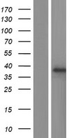 SUMF2 Human Over-expression Lysate