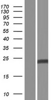 Interferon alpha (IFNA13) Human Over-expression Lysate