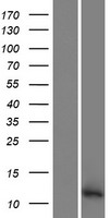 PATE3 Human Over-expression Lysate