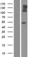 Neurofascin (NFASC) Human Over-expression Lysate