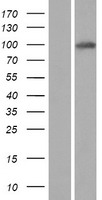 SAPS3 (PPP6R3) Human Over-expression Lysate