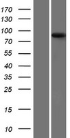 PYGM Human Over-expression Lysate