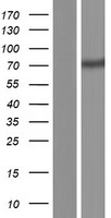 CCDC120 Human Over-expression Lysate