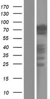 Pannexin 2 (PANX2) Human Over-expression Lysate