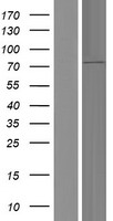 RASGRP 4 (RASGRP4) Human Over-expression Lysate